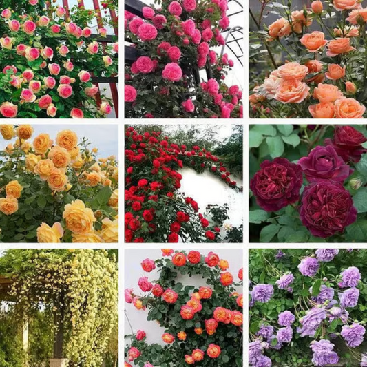 Climbing Rose Seeds ~ Transform fences into floral walls naturally