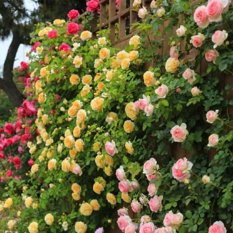 Climbing Rose Seeds ~ Transform fences into floral walls naturally~