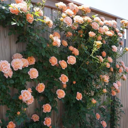 Climbing Rose Seeds ~ Transform fences into floral walls naturally~
