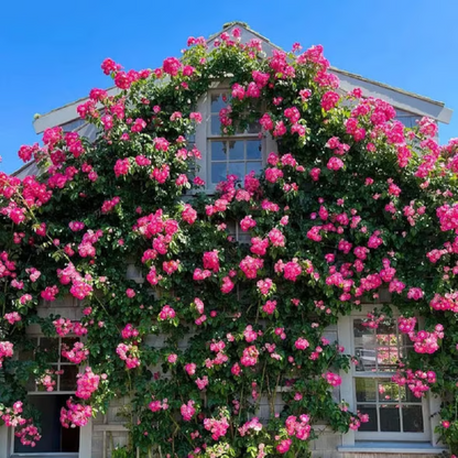 Climbing Rose Seeds ~ Transform fences into floral walls naturally~