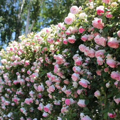 Climbing Rose Seeds ~ Transform fences into floral walls naturally~