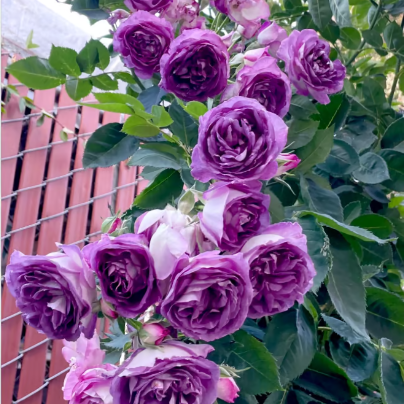 Climbing Rose Seeds ~ Transform fences into floral walls naturally~