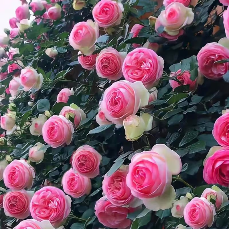 Climbing Rose Seeds ~ Transform fences into floral walls naturally~