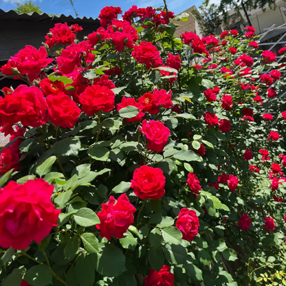 Climbing Rose Seeds ~ Transform fences into floral walls naturally~