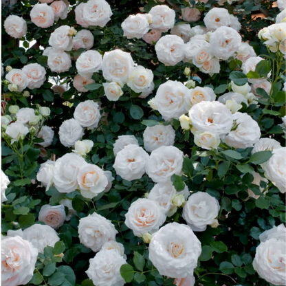 Climbing Rose Seeds ~ Transform fences into floral walls naturally~