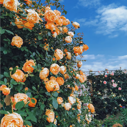 Climbing Rose Seeds ~ Transform fences into floral walls naturally~