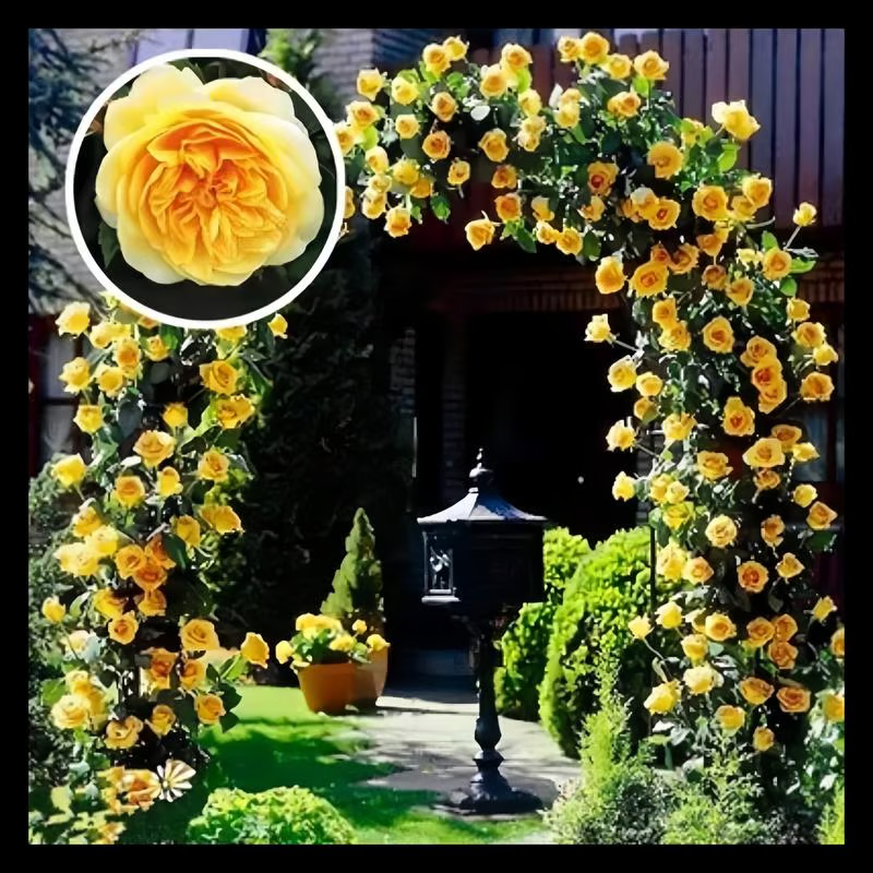Climbing Rose Seeds ~ Transform fences into floral walls naturally~