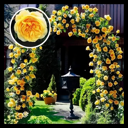Climbing Rose Seeds ~ Transform fences into floral walls naturally~