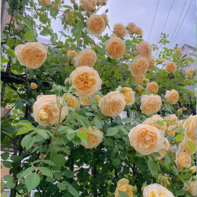 Climbing Rose Seeds ~ Transform fences into floral walls naturally~