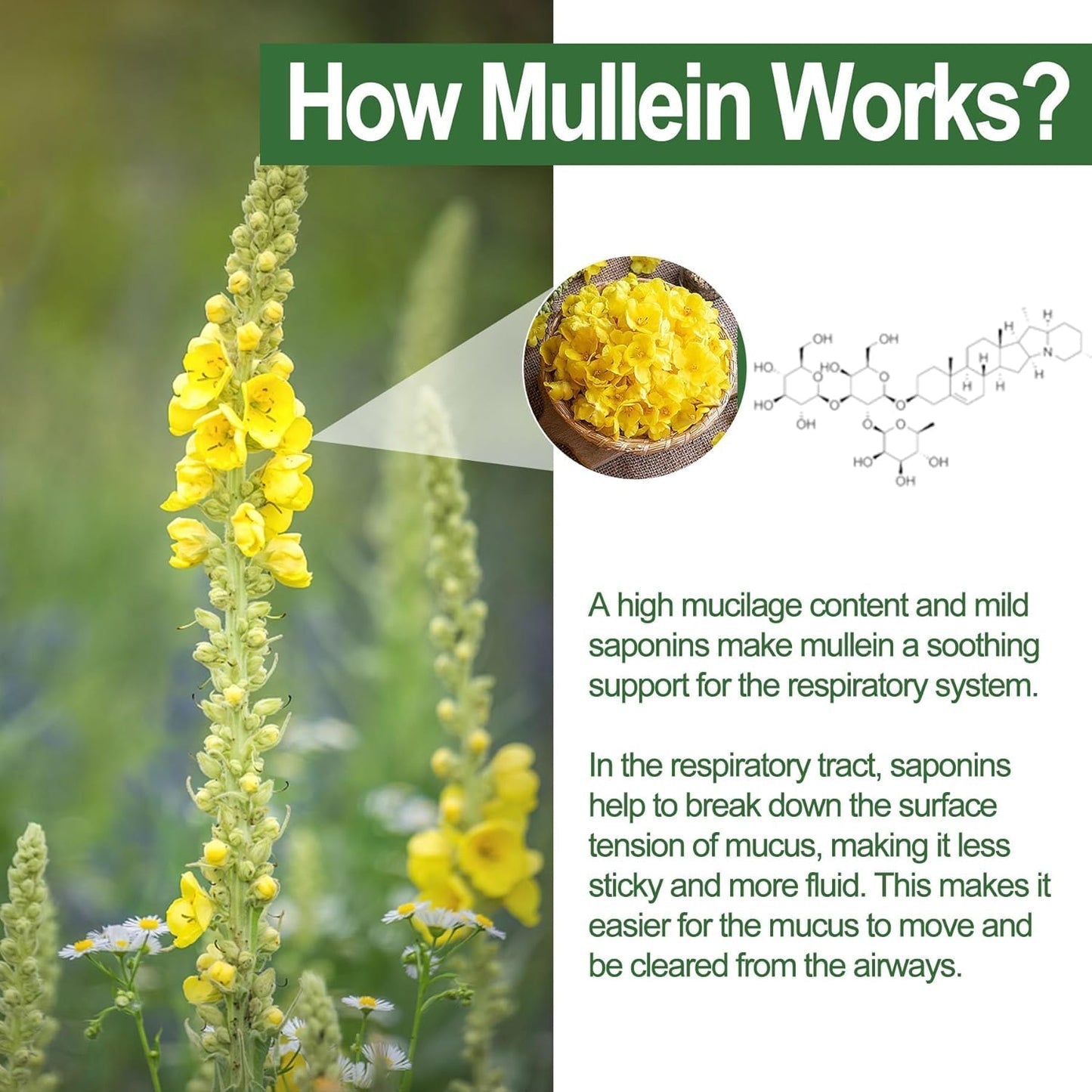 Mullein Lung Detox Gummies ~ Clear Mucus & Boost Respiratory Health~