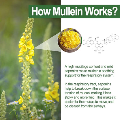 Mullein Lung Detox Gummies ~ Clear Mucus & Boost Respiratory Health~